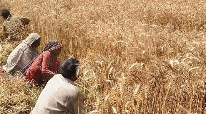 سندھ کا وفاق سے گندم کی کم از کم امدادی قیمت 4200 روپے فی من مقرر  کرنے کا مطالبہ