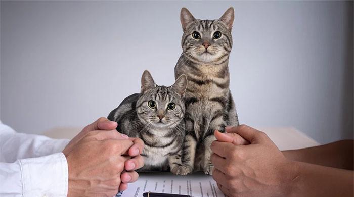 شوہر کو سابقہ بیوی کو ہر 3 ماہ میں 67 ہزار روپے بلیوں کی دیکھ بھال کیلئے ادا کرنیکا حکم