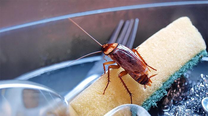 گھروں میں لال بیگ کی موجودگی سے لوگوں پر مرتب ہونیوالے اس اثر کے بارے میں جانتے ہیں؟