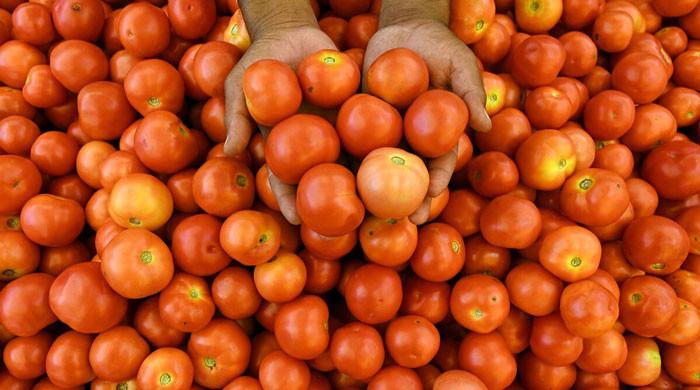 سندھ سے فصل آتے ہی قیمت میں کمی، 500  روپے کلو بکنے والا ٹماٹر 50 روپے کلو میں فروخت