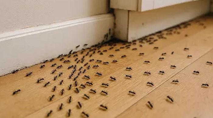 چیونٹیوں کے خوف میں مبتلا  خاتون نے پھندا لگاکر خودکشی کرلی