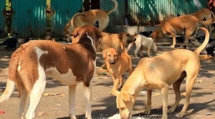  جامعہ کراچی میں آوارہ کتوں کی بہتات، کتوں کے کاٹنے سے 2 بچے زخمی