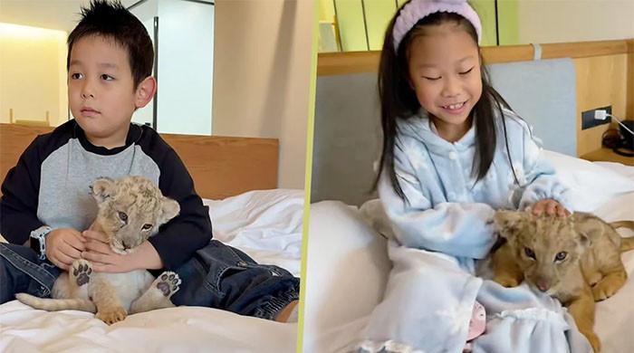 انوکھا ہوٹل جہاں شیر کے بچے صبح مہمانوں کو اٹھانے کا کام کرتے ہیں