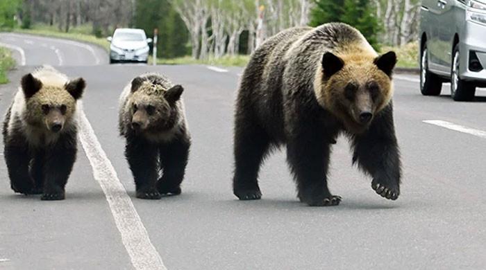 جاپان نے ریچھوں کو آبادی سے دور رکھنےکیلئے انوکھا طریقہ اپنالیا