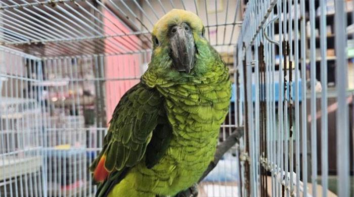 کافی چرانے والا طوطا پکڑا گیا