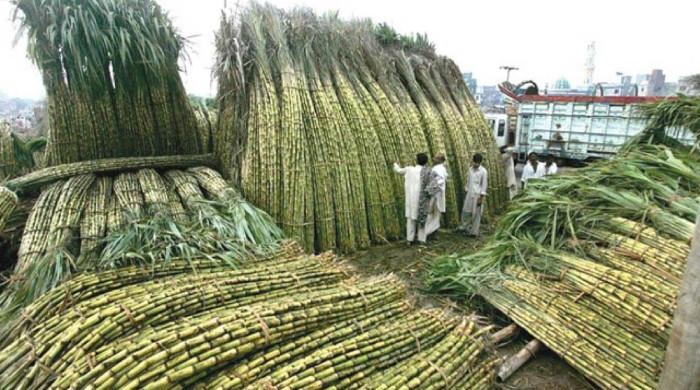 گھوٹکی: گنےکےکاشتکاروں نے شوگر ملز کا 400 روپےفی من نرخ مسترد کردیا