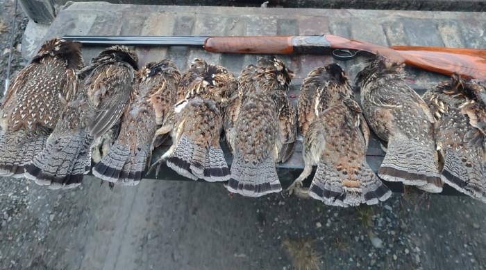 پنجاب میں نئے قوانین کے ساتھ تیترکے شکارکی اجازت دیدی گئی