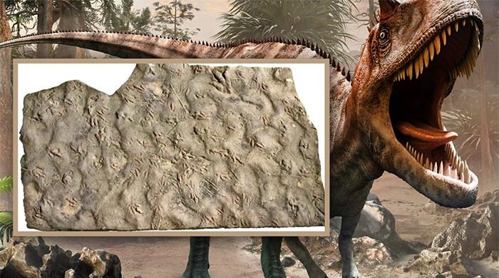 دہائیوں تک راستے سے گزرنے کیلئے استعمال ہونیوالے پتھر 19 کروڑ سال پرانے ڈائنا سور فوسلز ثابت