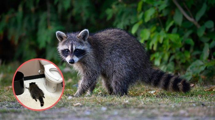 امریکا: شراب کی دکان میں راکون کی ہلڑ بازی، شراب پی کر بے ہوش ہوگیا