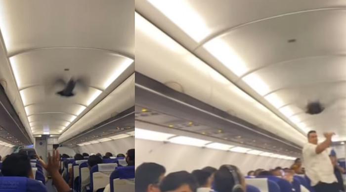بھارتی ائیرلائن کے طیارے میں پرواز سے قبل کبوتر کی انٹری