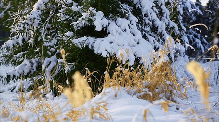 اس تصویر میں ایک خاتون چھپی ہے، کیا اسے تلاش کرسکتے ہیں؟