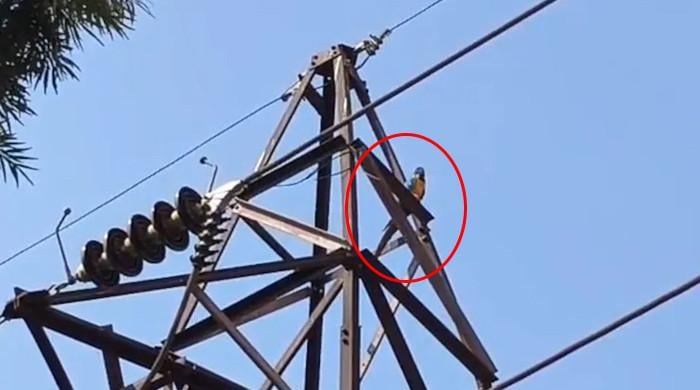  لاکھوں روپے مالیت کے طوطے کو بچاتے ہوئے مالک خود کرنٹ لگنے سے ہلاک ہوگیا