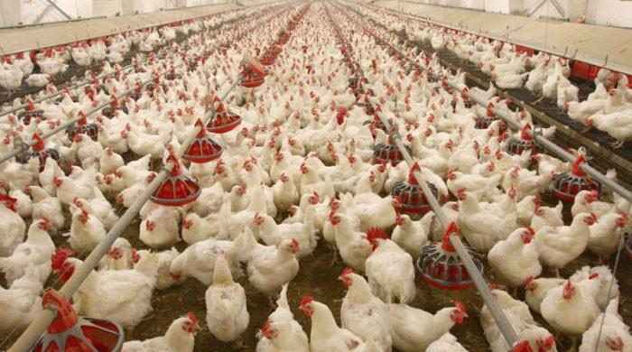 پولٹری ایسوسی ایشن پر قیمتیں بڑھانے کا الزام ثابت، ڈھائی کروڑ روپے جرمانہ عائد