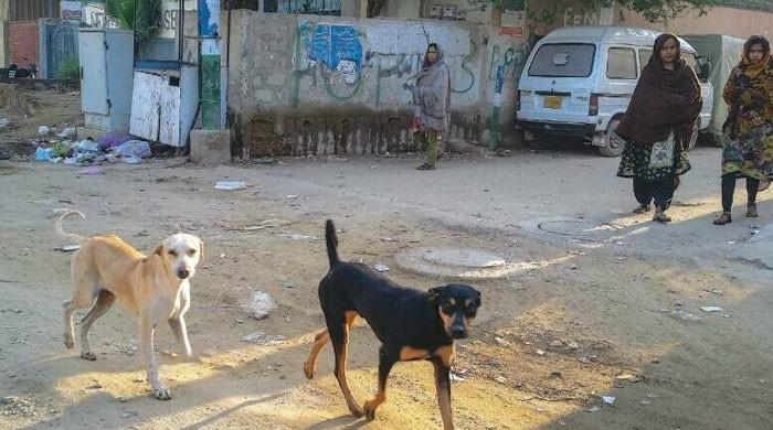 کراچی میں زیر علاج ریبیز کا شکار لڑکا دم توڑ گیا