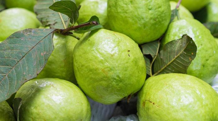 امرود کچا ہے یا پکا؟ 99 فیصد لوگ غلطی کردیتے ہیں، پہچاننے کا صحیح طریقہ جانیں