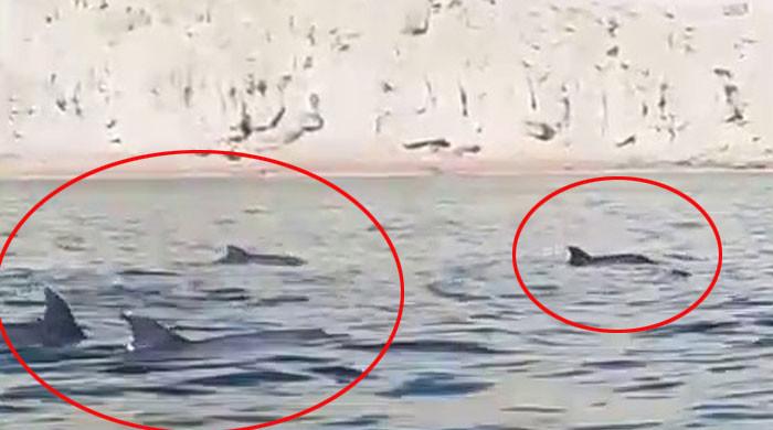 گوادر کے سمندر میں بلوم کی موجودگی کے باوجود ڈولفنز کا نظارہ، گروپ کو ایک ساتھ دیکھا گیا