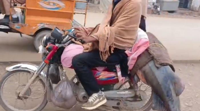 شکرگڑھ کے مچھیرے نے دریائے راوی سے 102کلو وزنی مچھلی پکڑ لی