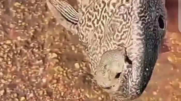 سکھر سے کراچی پہنچنے والی عجیب مچھلی جو پاکستان میں پائی نہیں جاتی