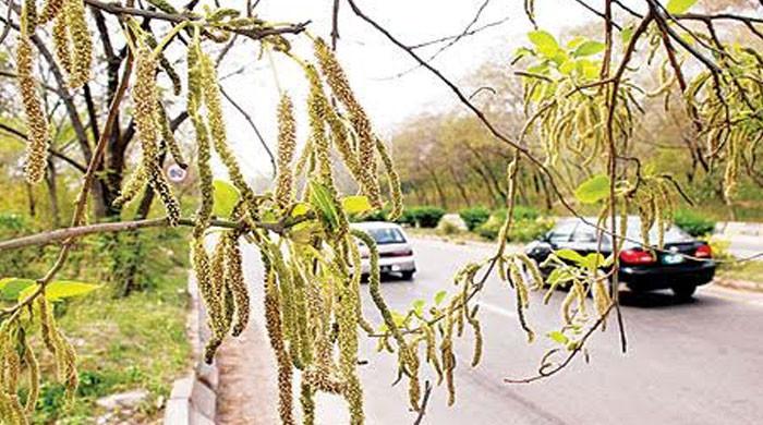 اسلام آباد: عدالت کا پولن الرجی والے درخت کاٹنے  کا حکم، ٹھیکیدار نے تمام درخت کاٹ ڈالے