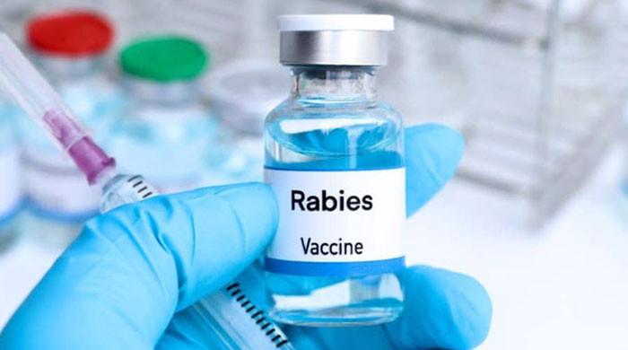 کراچی میں رواں سال کے صرف پہلے 5 دنوں میں کتوں نے 850  افرادکو کاٹ لیا