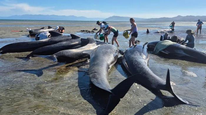 نیوزی لینڈ کے ساحل پر پھنس کر 6 وہیل مچھلیاں ہلاک