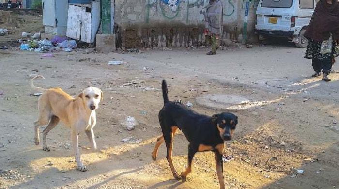 کراچی میں آوارہ کتوں کی بہتات نے شہریوں کا گھر سے نکلنا محال کردیا