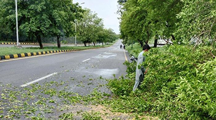 اسلام آباد ہائیکورٹ نے سی ڈی اے کو درختوں کی کٹائی سے روک دیا