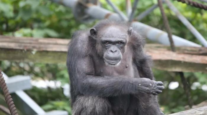 جاپان: خصوصی صلاحیتوں کی مالک مادہ چمپینزی 49 سال کی عمر  میں چل بسی