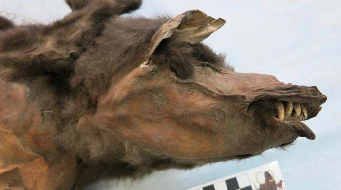 14 ہزار سال سے برف میں منجمد بھیڑیے کے بچے کے پیٹ میں ملنے والی غذا نے سائنسدانوں کو دنگ کر دیا