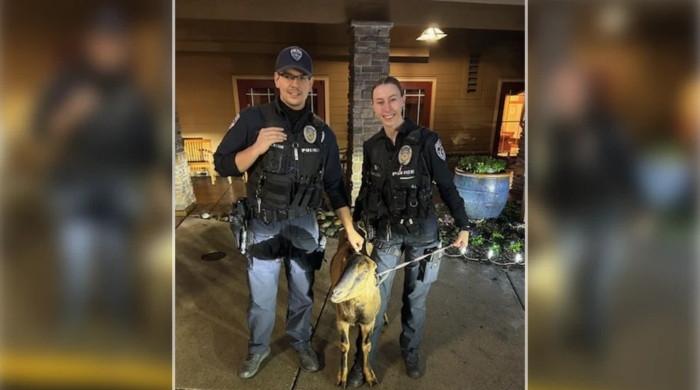 عمارت میں زبردستی داخل ہونے کی کوشش کرنیوالی بکری کو پولیس نے گرفتار کرلیا