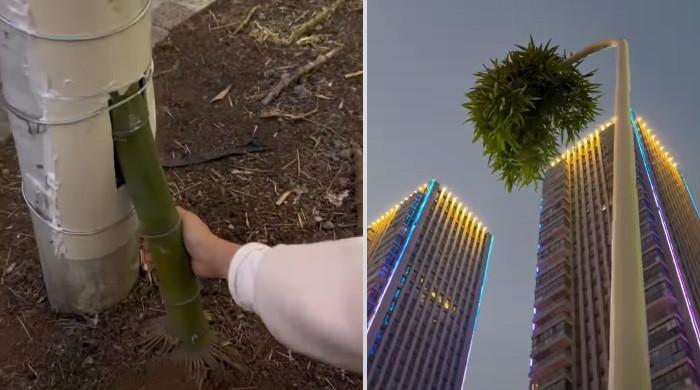 ویڈیو: اسٹریٹ لائٹ کے کھمبے میں اُگنے  والا بانس کا پودا، دیکھنے والے دنگ رہ گئے