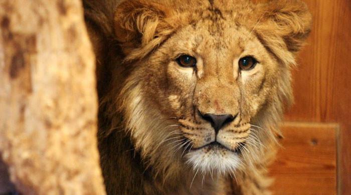 وزیراعلیٰ پنجاب کا صوبے بھر میں پالتو شیر رکھنےکی اجازت ختم کرنےکا فیصلہ