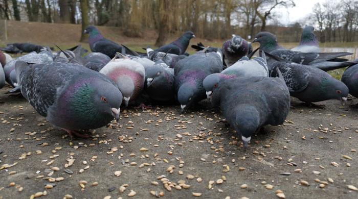 سنگاپور: خاتون کبوتروں کو دانا ڈالنے کی عادت کیوجہ سے مشکل میں آگئیں، جرمانہ عائد