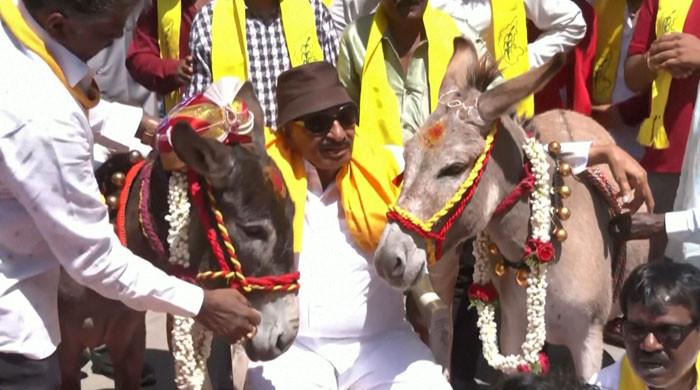 بھارت میں انوکھا واقعہ، ویلنٹائن ڈے پر گدھوں کی شادی کروا دی گئی