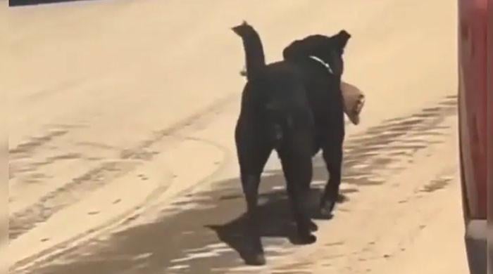 بھارت: اسپتال انتظامیہ کی غفلت، کتا کٹی ہوئی انسانی ٹانگ لیکر بھاگ نکلا