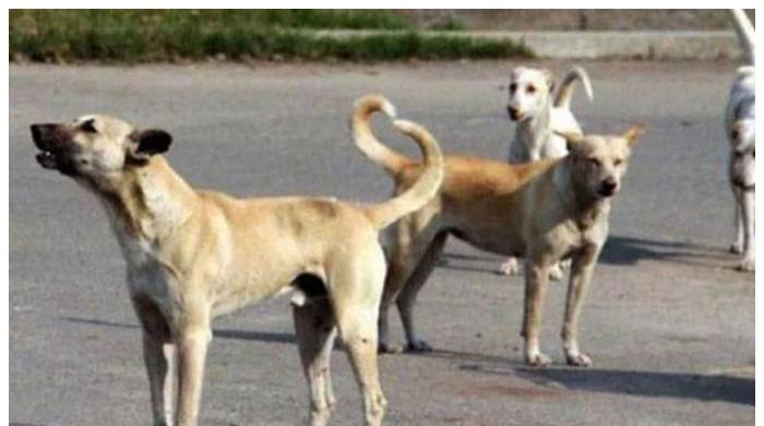 لاہور: آوارہ کتےکےکاٹنے سے8 سالہ بچی جاں بحق
