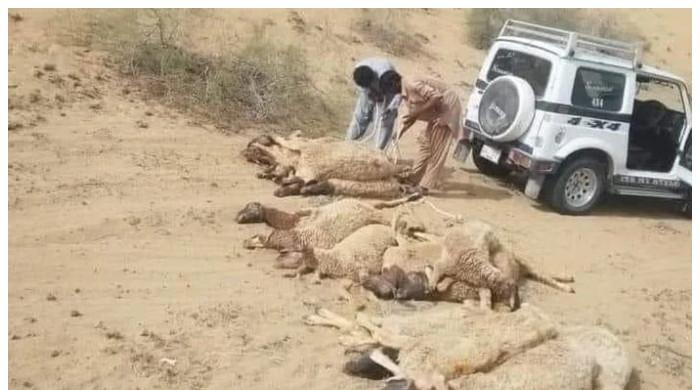بہاولپور: صحرائے چولستان میں 113 بھیڑیں زیادہ مقدار میں گندم کھانے سے ہلاک