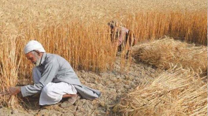 جنوبی پنجاب میں موسمی تبدیلیوں سےگندم کی فصل شدید متاثر، پیداوارکم ہونےکا خدشہ بڑھ گیا 