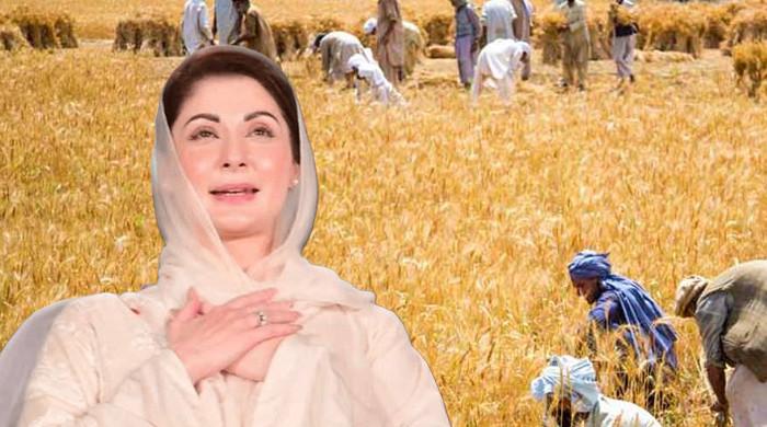 وزیراعلیٰ پنجاب کا گندم کےکاشتکاروں کو 6 ارب روپے کا باردانہ مفت دینے کا اعلان