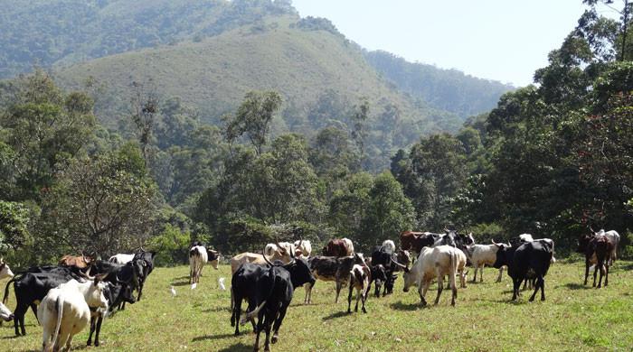 پاکستان میں پہلی بار لائیواسٹاک انشورنس اسکیم کا باقاعدہ آغاز، جانوروں کی ٹیگنگ کی جائیگی