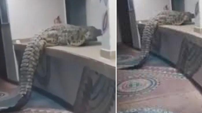 زمبابوے کے ایک ہوٹل کے کچن میں مگرمچھ داخل ہونے کی ویڈیو وائرل