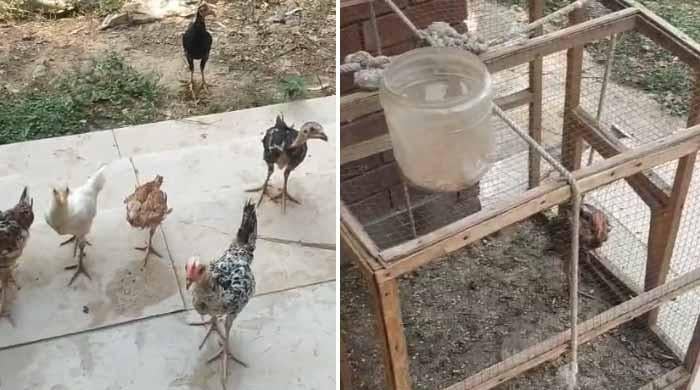 پنجاب یونیورسٹی کے الیکٹریکل ڈپارٹمنٹ میں پولٹری فارم کھلنے کا انکشاف