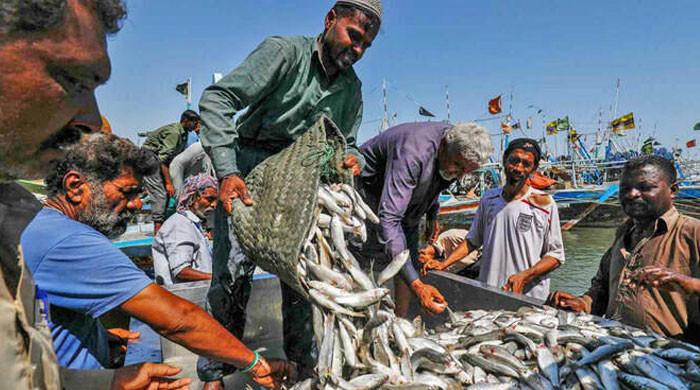 پاکستان نے 57 کروڑ ڈالر کی ماہی مصنوعات دنیا کو فروخت کرنیکا نیا ریکارڈ قائم کردیا