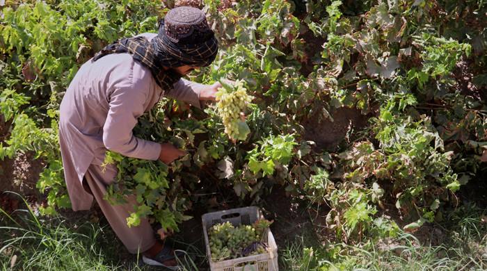 طالبان کے ٹیکسوں اور معاشی مشکلات کے باعث افغانستان میں انگور کے کاشتکار پریشان